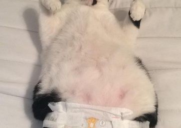 cat in diaper