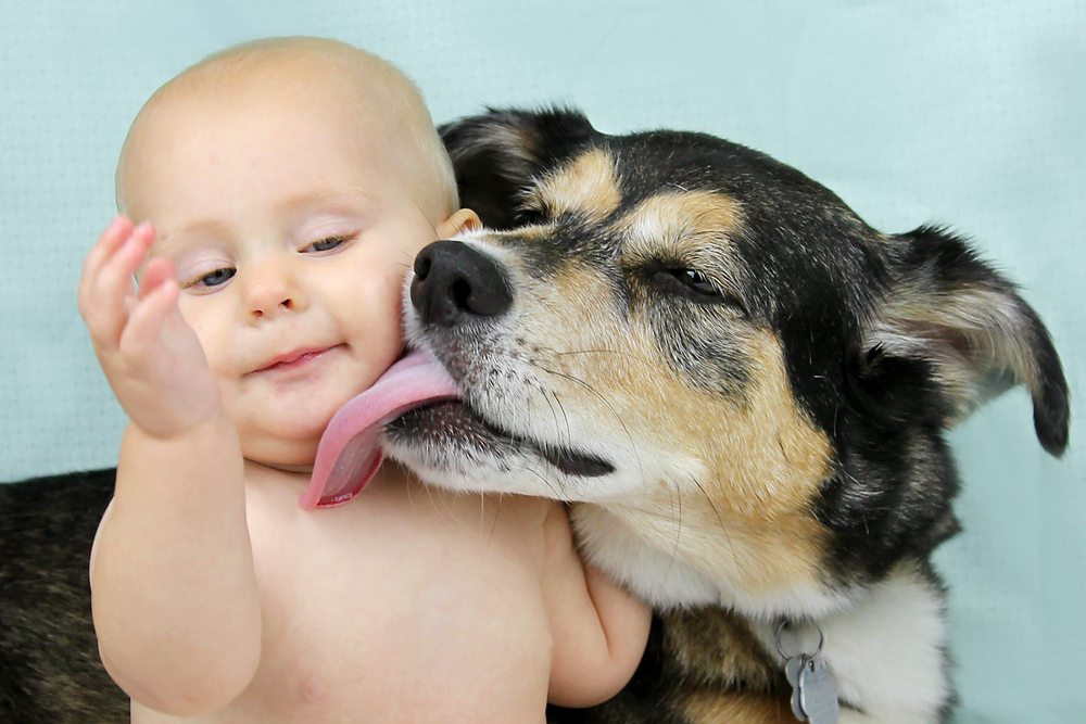 Go Ask Mum Doctors Explain Why You Shouldn't Let Your Dog Lick Your