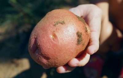 toddler tantruming potato trick